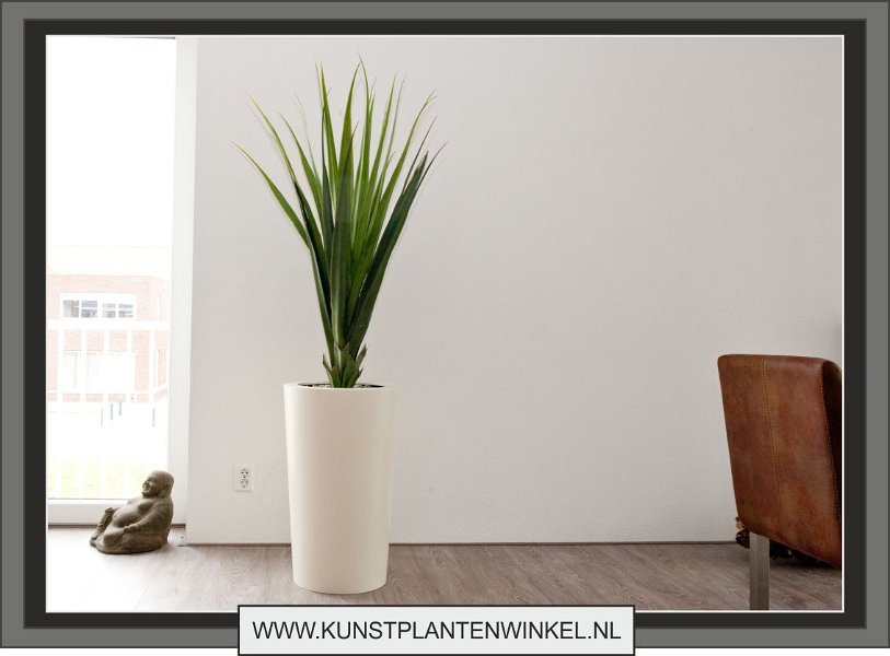 ananasplant 105 in primus plus